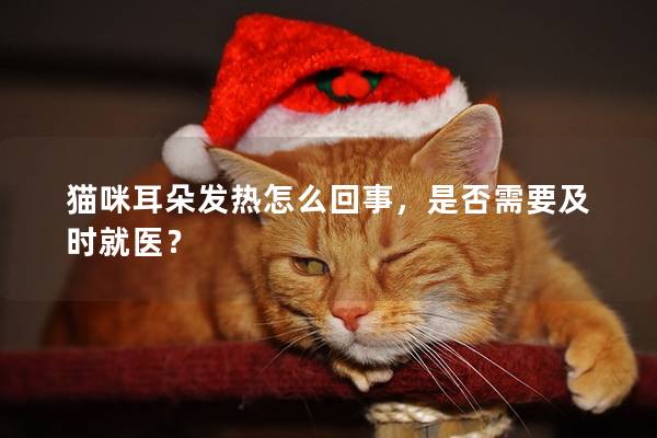 猫咪耳朵发热怎么回事，是否需要及时就医？