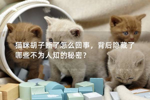 猫咪胡子断了怎么回事，背后隐藏了哪些不为人知的秘密？