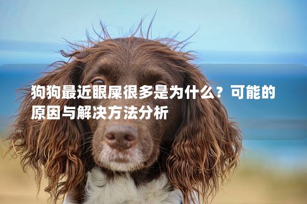 狗狗最近眼屎很多是为什么？可能的原因与解决方法分析