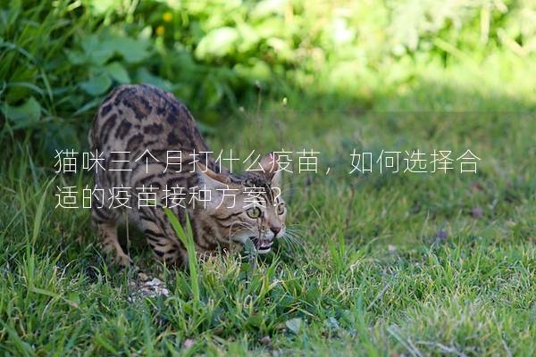 猫咪三个月打什么疫苗,如何选择合适的疫苗接种方案? 猫咪三个月打什么疫苗,如何选择合适的疫苗接种方案?