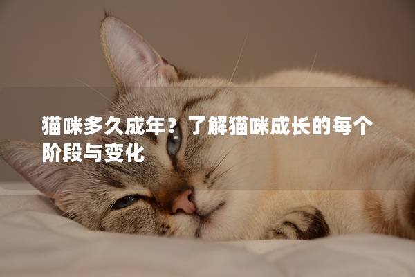 猫咪多久成年？了解猫咪成长的每个阶段与变化