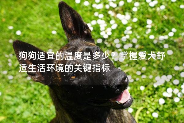 狗狗适宜的温度是多少?掌握爱犬舒适生活环境的关键指标 狗狗适宜的温度是多少?掌握爱犬舒适生活环境的关键指标