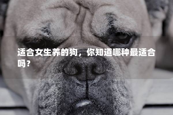 适合女生养的狗,你知道哪种最适合吗? 适合女生养的狗,你知道哪种最适合吗?