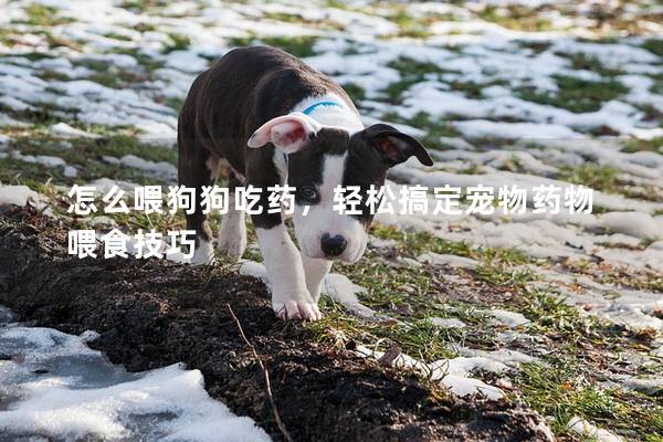 怎么喂狗狗吃药，轻松搞定宠物药物喂食技巧