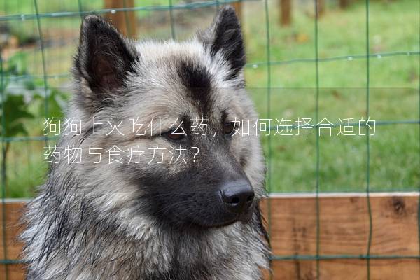狗狗上火吃什么药，如何选择合适的药物与食疗方法？