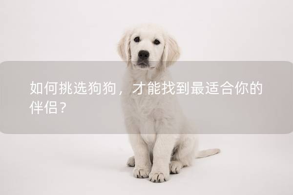 如何挑选狗狗,才能找到最适合你的伴侣? 如何挑选狗狗,才能找到最适合你的伴侣?