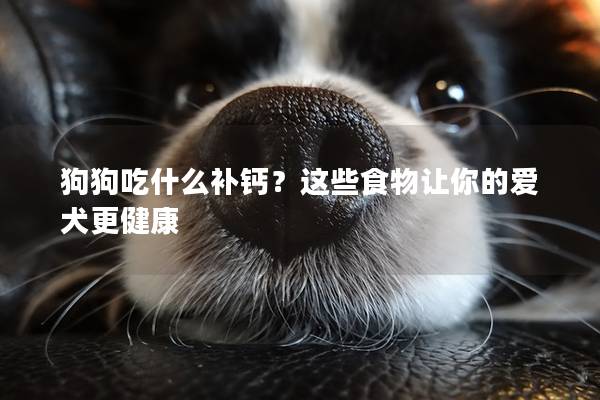 狗狗吃什么补钙？这些食物让你的爱犬更健康