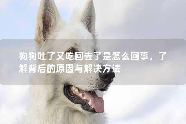 狗狗吐了又吃回去了是怎么回事，了解背后的原因与解决方法
