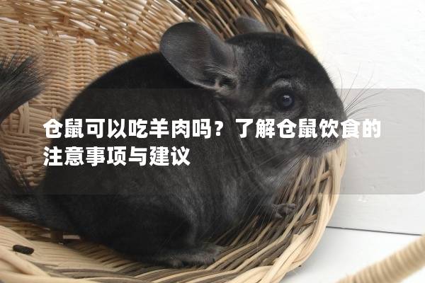 仓鼠可以吃羊肉吗？了解仓鼠饮食的注意事项与建议