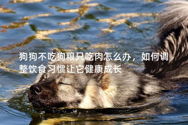 狗狗不吃狗粮只吃肉怎么办，如何调整饮食习惯让它健康成长