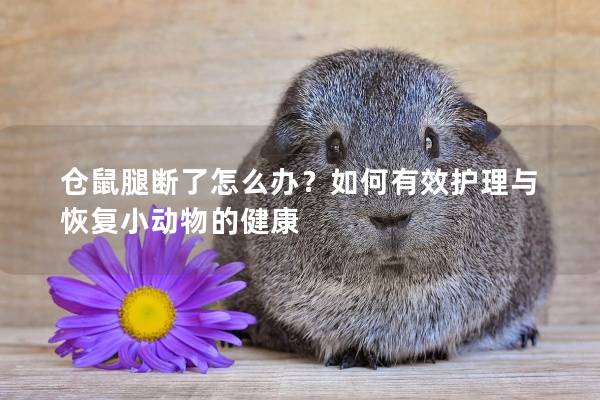 仓鼠腿断了怎么办？如何有效护理与恢复小动物的健康
