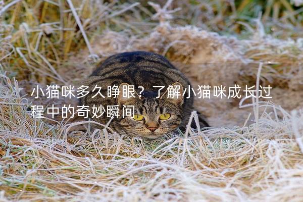 小猫咪多久睁眼？了解小猫咪成长过程中的奇妙瞬间