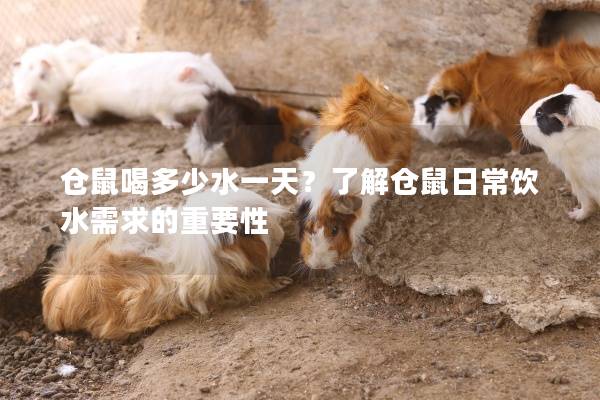 仓鼠喝多少水一天？了解仓鼠日常饮水需求的重要性