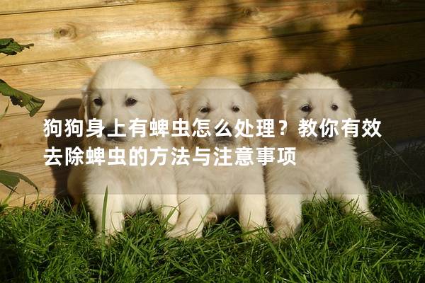 狗狗身上有蜱虫怎么处理？教你有效去除蜱虫的方法与注意事项