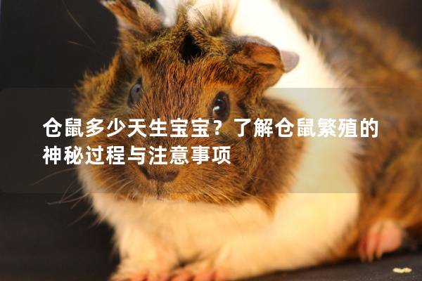 仓鼠多少天生宝宝？了解仓鼠繁殖的神秘过程与注意事项