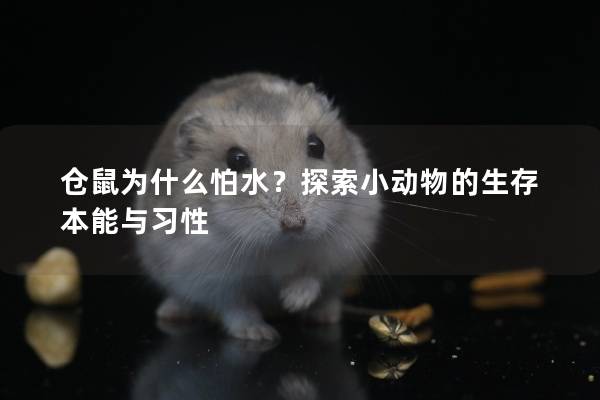 仓鼠为什么怕水？探索小动物的生存本能与习性
