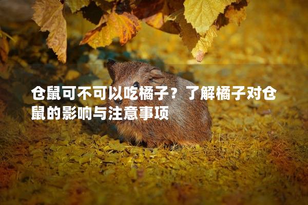 仓鼠可不可以吃橘子？了解橘子对仓鼠的影响与注意事项