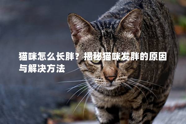 猫咪怎么长胖？揭秘猫咪发胖的原因与解决方法