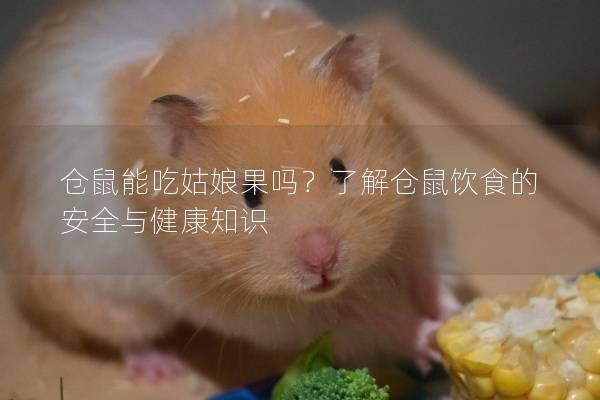 仓鼠能吃姑娘果吗？了解仓鼠饮食的安全与健康知识