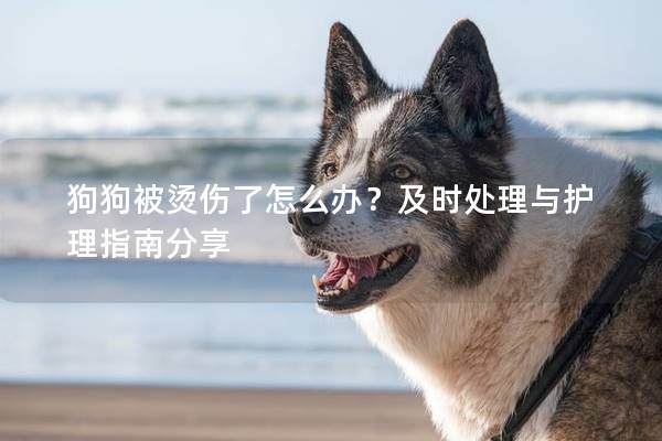 狗狗被烫伤了怎么办？及时处理与护理指南分享