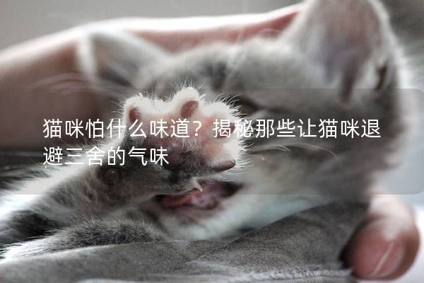 猫咪怕什么味道？揭秘那些让猫咪退避三舍的气味