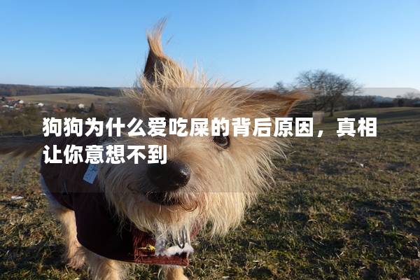 狗狗为什么爱吃屎的背后原因,真相让你意想不到 狗狗为什么爱吃屎的背后原因,真相让你意想不到