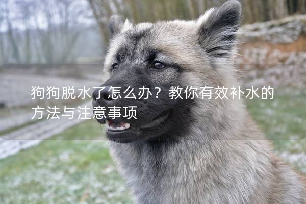 狗狗脱水了怎么办？教你有效补水的方法与注意事项