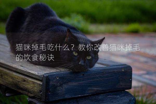 猫咪掉毛吃什么?教你改善猫咪掉毛的饮食秘诀 猫咪掉毛吃什么?教你改善猫咪掉毛的饮食秘诀