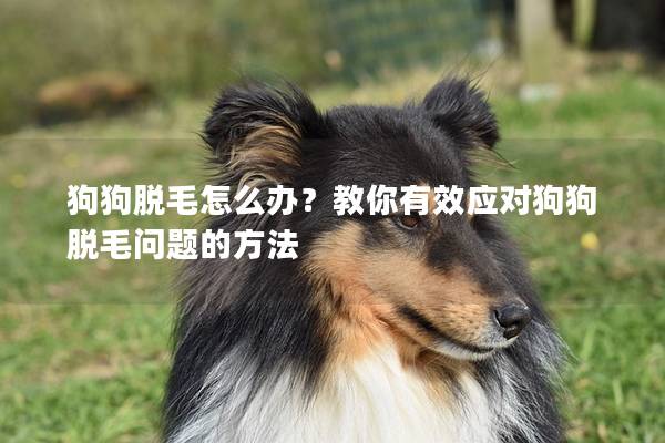 狗狗脱毛怎么办？教你有效应对狗狗脱毛问题的方法