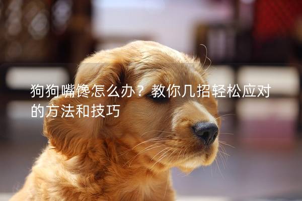 狗狗嘴馋怎么办？教你几招轻松应对的方法和技巧