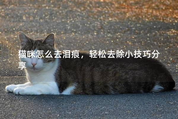 猫咪怎么去泪痕，轻松去除小技巧分享