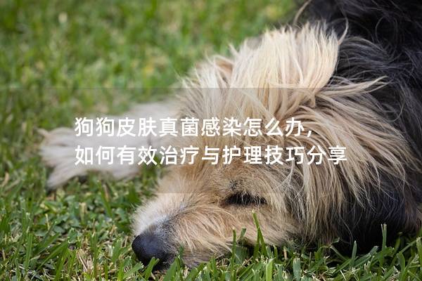 狗狗皮肤真菌感染怎么办, 如何有效治疗与护理技巧分享