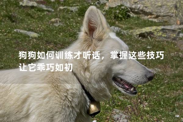狗狗如何训练才听话，掌握这些技巧让它乖巧如初