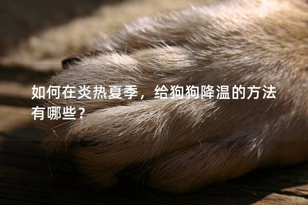 如何在炎热夏季，给狗狗降温的方法有哪些？