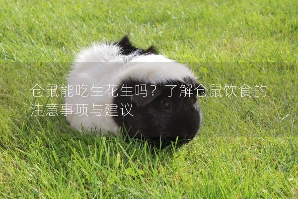 仓鼠能吃生花生吗？了解仓鼠饮食的注意事项与建议