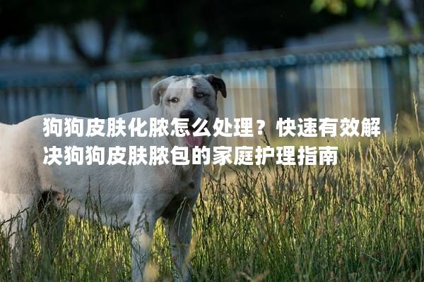 狗狗皮肤化脓怎么处理？快速有效解决狗狗皮肤脓包的家庭护理指南
