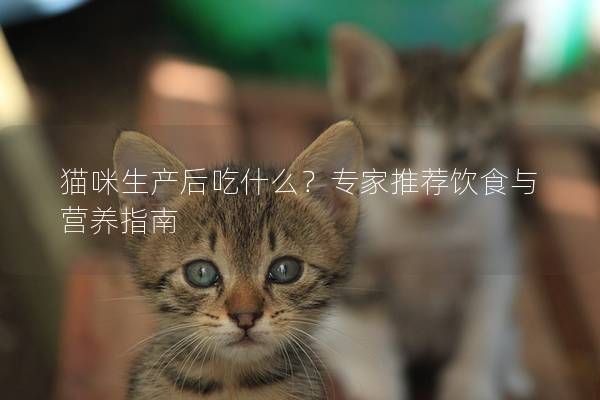 猫咪生产后吃什么？专家推荐饮食与营养指南