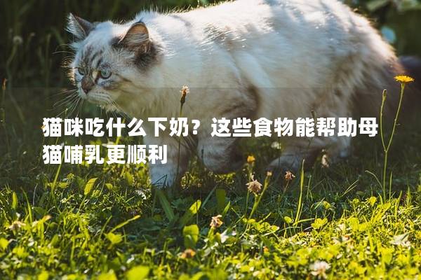 猫咪吃什么下奶?这些食物能帮助母猫哺乳更顺利 猫咪吃什么下奶?这些食物能帮助母猫哺乳更顺利