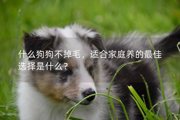 什么狗狗不掉毛,适合家庭养的最佳选择是什么? 什么狗狗不掉毛,适合家庭养的最佳选择是什么?