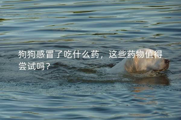 狗狗感冒了吃什么药,这些药物值得尝试吗? 狗狗感冒了吃什么药,这些药物值得尝试吗?