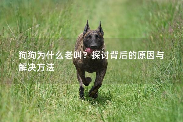 狗狗为什么老叫？探讨背后的原因与解决方法