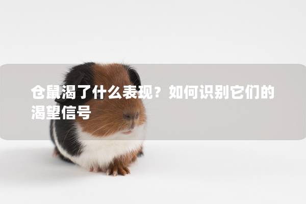 仓鼠渴了什么表现？如何识别它们的渴望信号