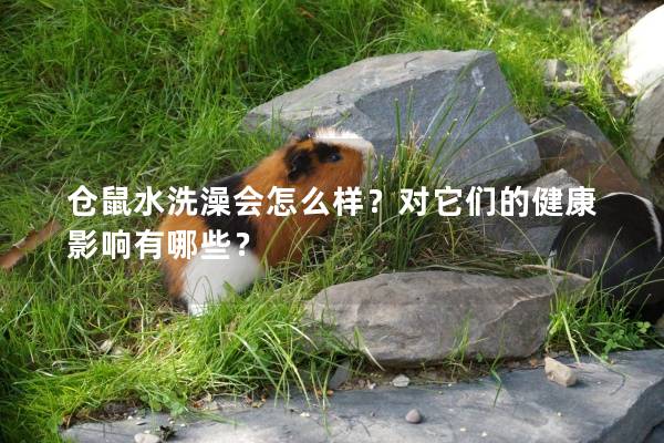 仓鼠水洗澡会怎么样？对它们的健康影响有哪些？