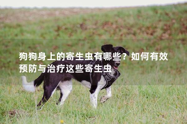狗狗身上的寄生虫有哪些？如何有效预防与治疗这些寄生虫
