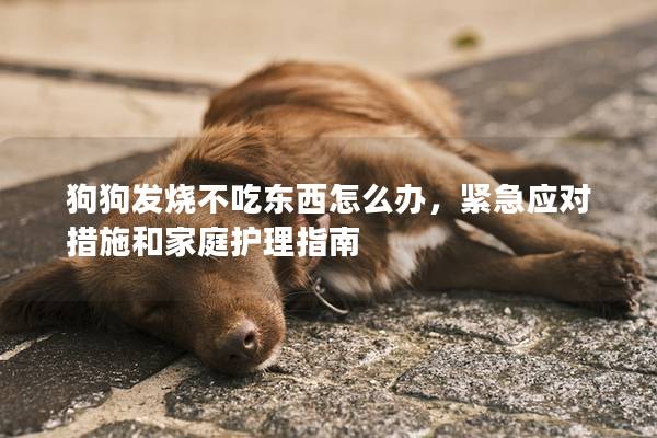 狗狗发烧不吃东西怎么办,紧急应对措施和家庭护理指南 狗狗发烧不吃东西怎么办,紧急应对措施和家庭护理指南