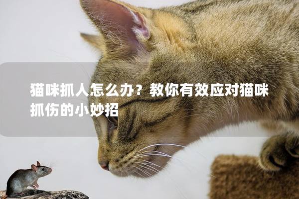 猫咪抓人怎么办？教你有效应对猫咪抓伤的小妙招