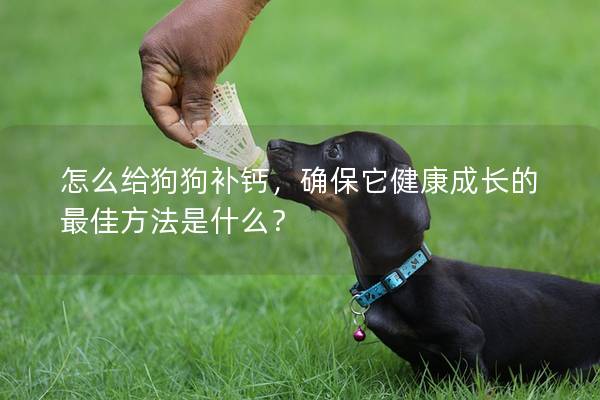怎么给狗狗补钙，确保它健康成长的最佳方法是什么？