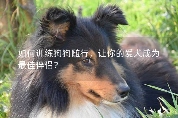 如何训练狗狗随行，让你的爱犬成为最佳伴侣？