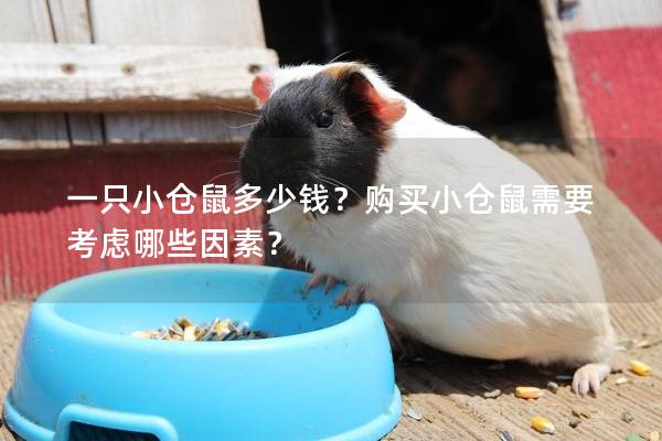 一只小仓鼠多少钱？购买小仓鼠需要考虑哪些因素？
