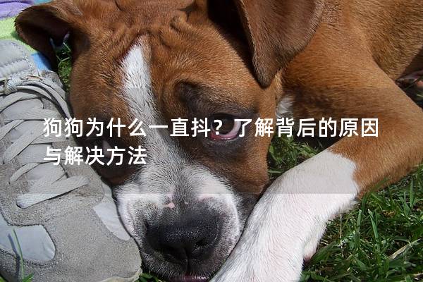 狗狗为什么一直抖？了解背后的原因与解决方法